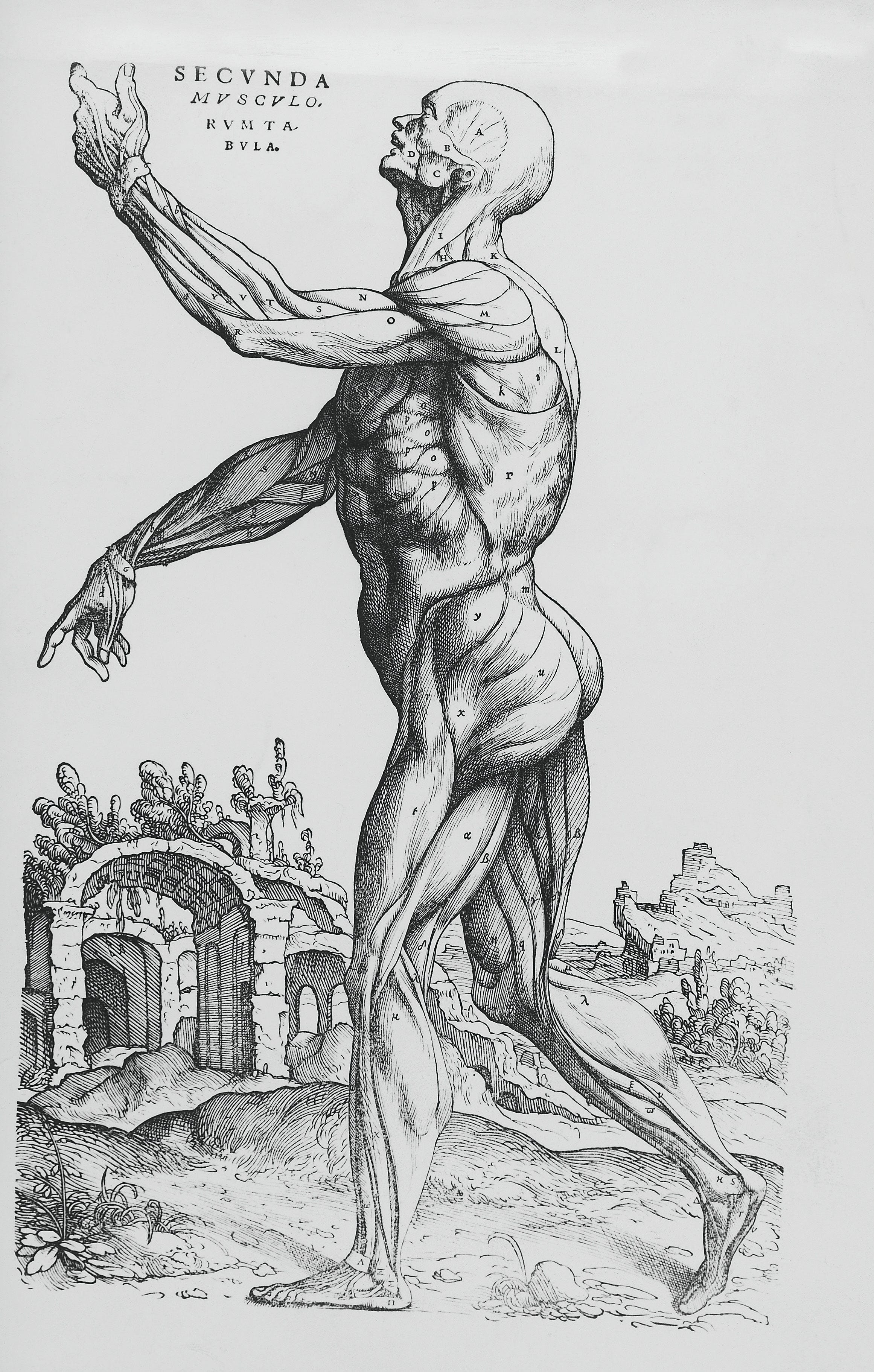 Anatomische Zeichnung aus 'De humani corporis fabrica libri septem' von Andreas Vesalius, 1543 Anatomical drawing from & # 39; De humani corporis fabrica libri septem & # 39; (On the Tissue of the Human Body in Seven Books) by Andreas Vesalius, 1543